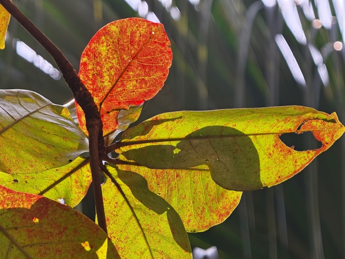 Ảnh chụp với mức zoom quang 10x gắn ống kính tele gắn rời.