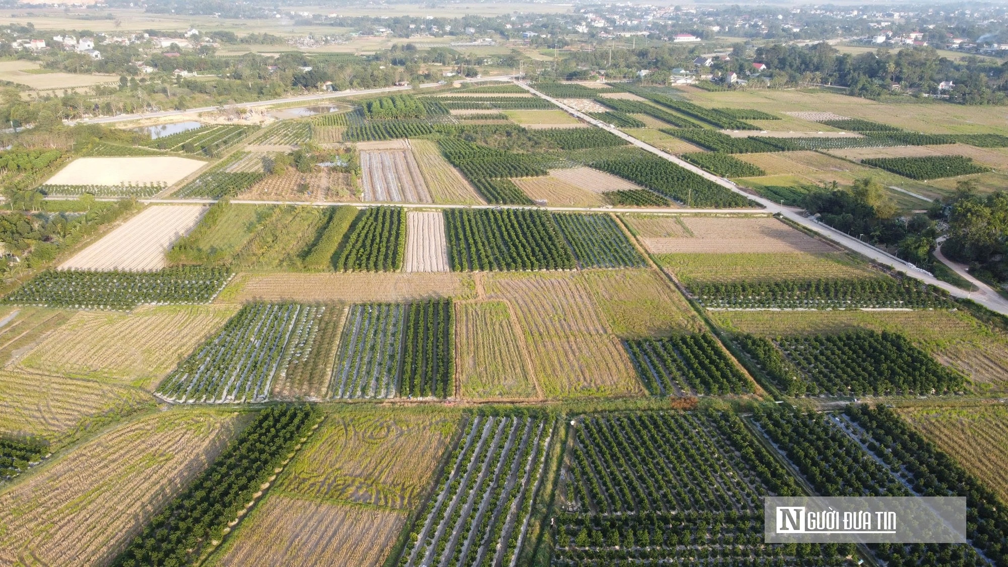 Thủ phủ quất – hoa xứ Thanh 'chạy nước rút' chuẩn bị cho thị trường Tết- Ảnh 1. Thủ phủ quất – hoa xứ Thanh 'chạy nước rút' chuẩn bị cho thị trường Tết- Ảnh 1.