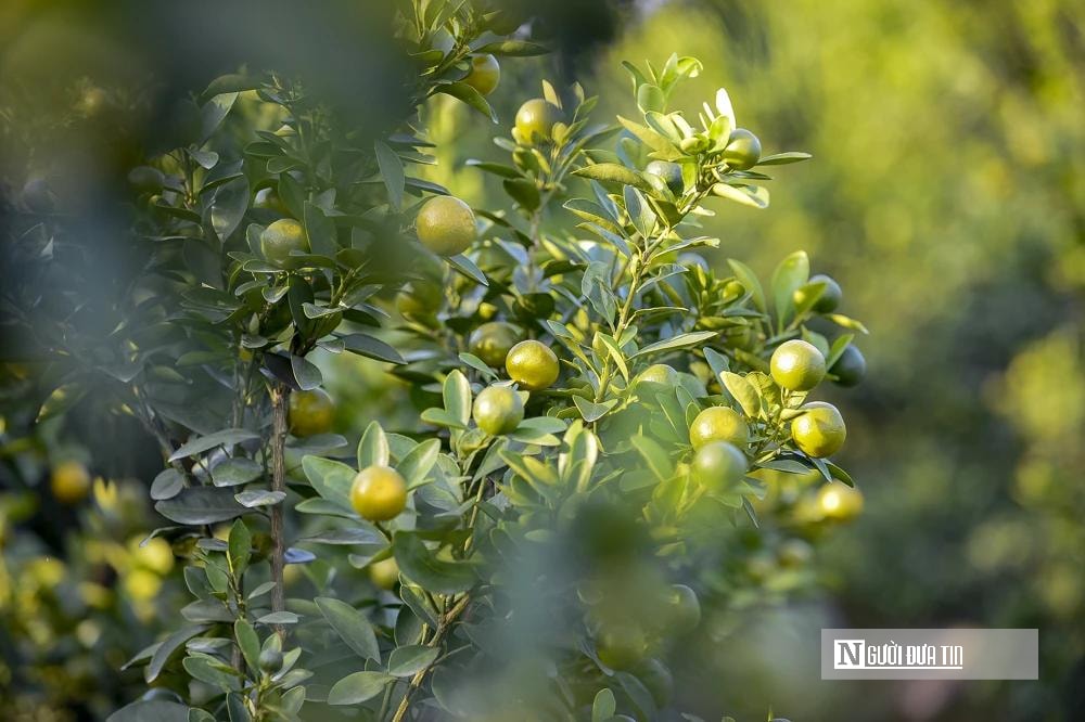 Thủ phủ quất – hoa xứ Thanh 'chạy nước rút' chuẩn bị cho thị trường Tết- Ảnh 2. Thủ phủ quất – hoa xứ Thanh 'chạy nước rút' chuẩn bị cho thị trường Tết- Ảnh 2.