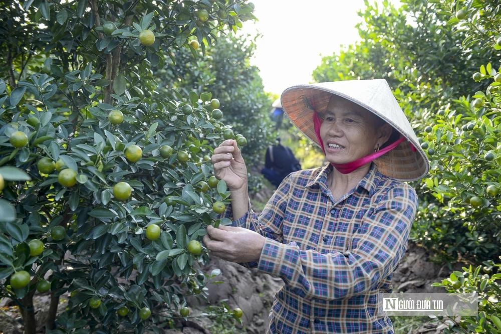 Thủ phủ quất – hoa xứ Thanh 'chạy nước rút' chuẩn bị cho thị trường Tết- Ảnh 4. Thủ phủ quất – hoa xứ Thanh 'chạy nước rút' chuẩn bị cho thị trường Tết- Ảnh 4.