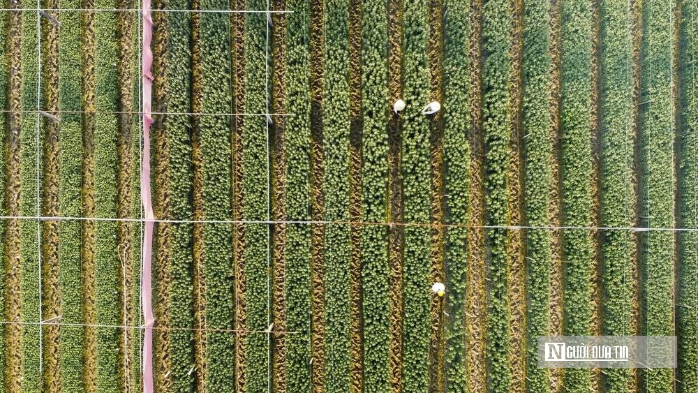 Thủ phủ quất – hoa xứ Thanh 'chạy nước rút' chuẩn bị cho thị trường Tết- Ảnh 5. Thủ phủ quất – hoa xứ Thanh 'chạy nước rút' chuẩn bị cho thị trường Tết- Ảnh 5.