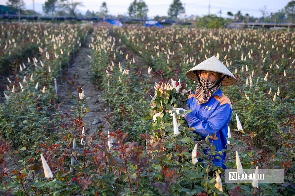 Thủ phủ quất – hoa xứ Thanh 'chạy nước rút' chuẩn bị cho thị trường Tết- Ảnh 6. Thủ phủ quất – hoa xứ Thanh 'chạy nước rút' chuẩn bị cho thị trường Tết- Ảnh 6.