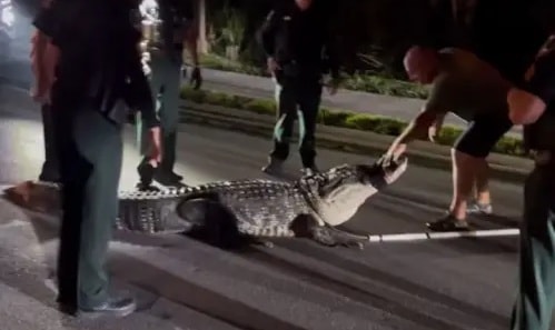 Cá sấu khổng lồ xuất hiện giữa mùa lạnh, cảnh sát phải vào cuộc - Ảnh 1. Cá sấu khổng lồ xuất hiện giữa mùa lạnh, cảnh sát phải vào cuộc - Ảnh 1.