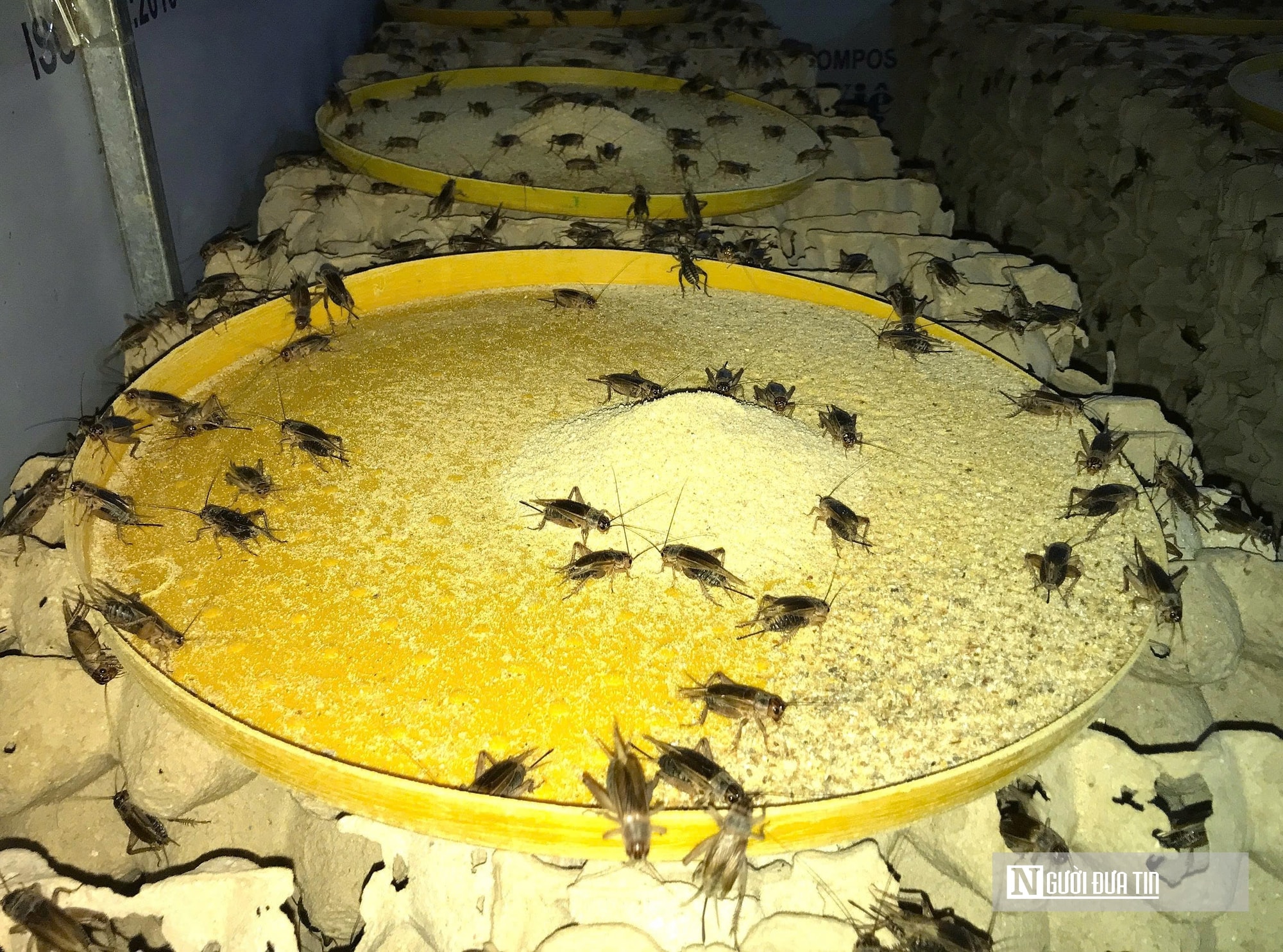 Nuôi loài tí hon, 30 ngày cho thu hoạch, chàng rể Nghệ An bỏ túi hàng trăm triệu mỗi năm- Ảnh 5.