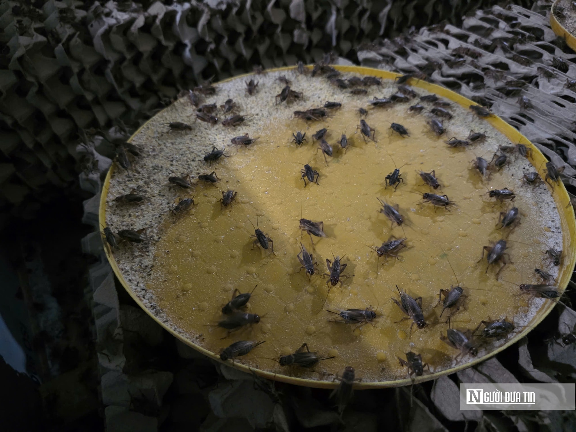 Nuôi loài tí hon, 30 ngày cho thu hoạch, chàng rể Nghệ An bỏ túi hàng trăm triệu mỗi năm- Ảnh 6.