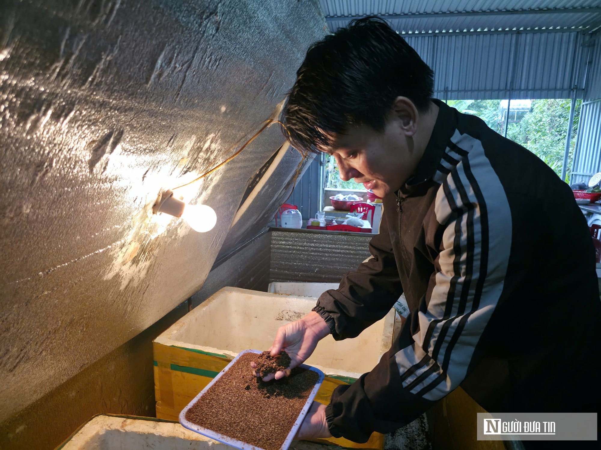 Nuôi loài tí hon, 30 ngày cho thu hoạch, chàng rể Nghệ An bỏ túi hàng trăm triệu mỗi năm- Ảnh 8.