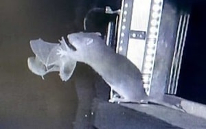 Cá sấu khổng lồ xuất hiện giữa mùa lạnh, cảnh sát phải vào cuộc - Ảnh 3.