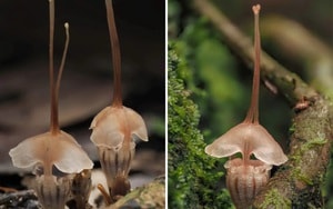 Xem lại camera chủ nhà sốc nặng khi thấy hành động này của tài xế giao đồ ăn - Ảnh 3.