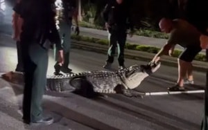 Thiếu nữ mất tích được tìm thấy trong rừng, trong tình trạng kinh hoàng - Ảnh 3.