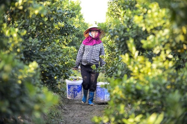 Thủ phủ quất – hoa xứ Thanh 'chạy nước rút' chuẩn bị cho thị trường Tết- Ảnh 3. Thủ phủ quất – hoa xứ Thanh 'chạy nước rút' chuẩn bị cho thị trường Tết- Ảnh 3.