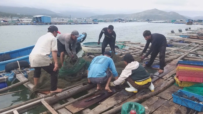 Người nuôi tôm hùm kiệt quệ sau lũ lụt - Ảnh 4.