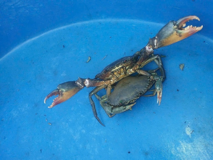 Tuyệt chiêu chọn cua cốm Cà Mau - Ảnh 2.