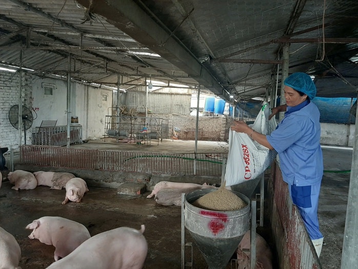 Giá heo hơi tăng vọt cận Tết , dự báo tiếp tục gia tăng mạnh mẽ - Ảnh 1.