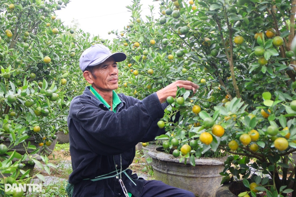 Thủ phủ quất Hội An phập phồng lo vụ Tết - 1 Thủ phủ quất Hội An phập phồng lo vụ Tết - 1