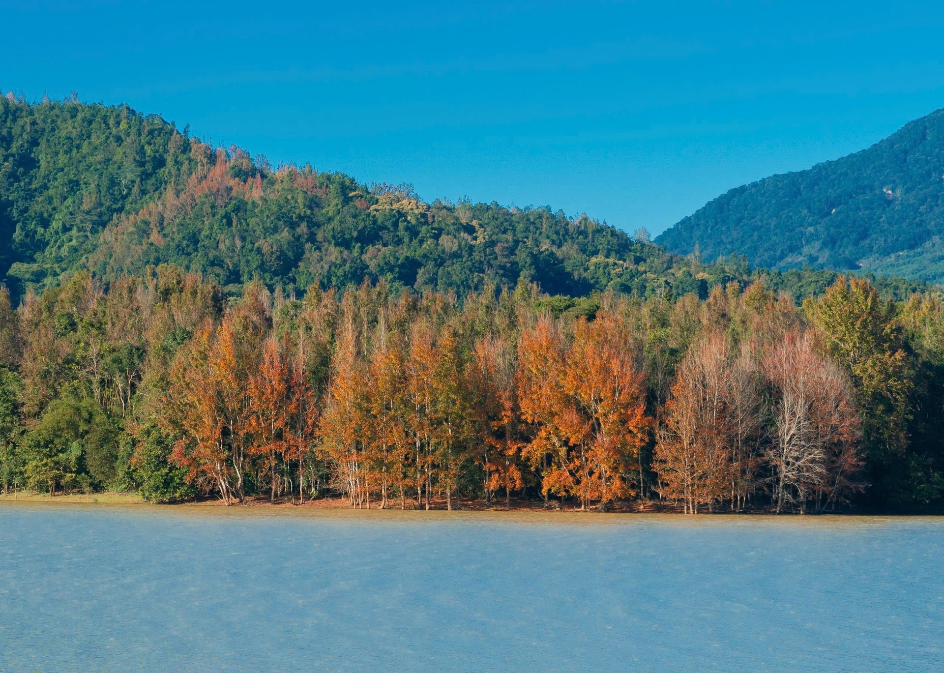 Có một nơi ở miền Trung đẹp như trời Âu mùa phong hương thay lá - 6 Có một nơi ở miền Trung đẹp như trời Âu mùa phong hương thay lá - 6