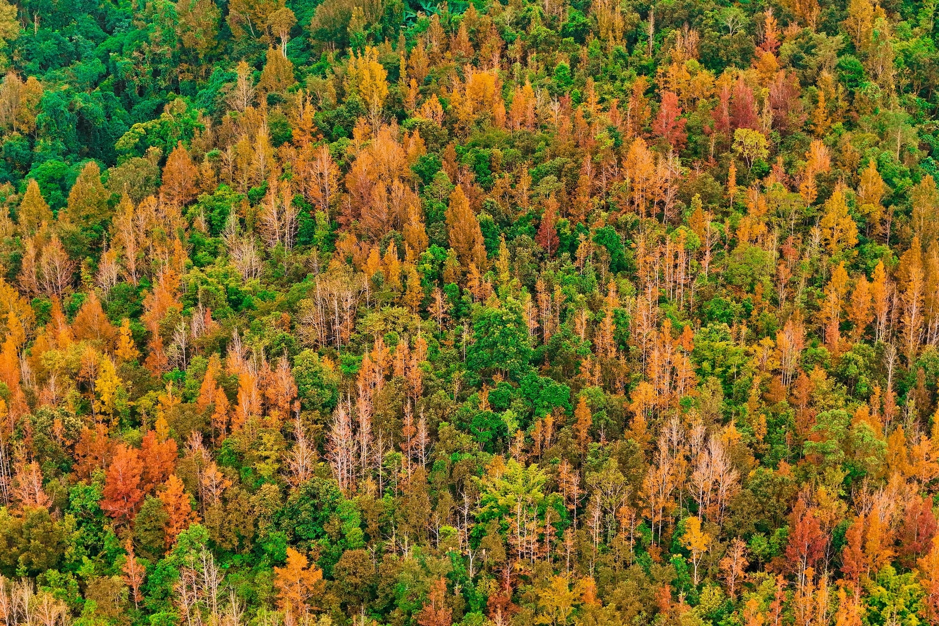 Có một nơi ở miền Trung đẹp như trời Âu mùa phong hương thay lá - 4 Có một nơi ở miền Trung đẹp như trời Âu mùa phong hương thay lá - 4
