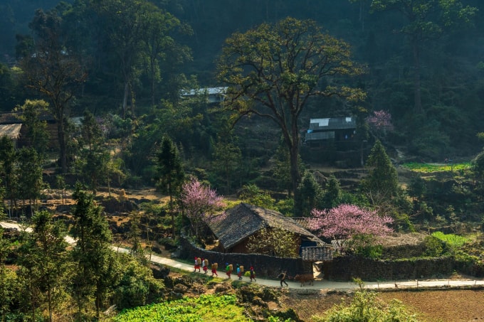 Mùa xuân trên cao nguyên đá Đồng Văn. Ảnh: Chu Việt Bắc