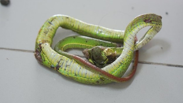 Bị rắn cắn, người đàn ông nguy kịch do tự đắp thuốc để "hút độc"- Ảnh 2.