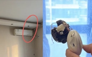 Phát hiện cá thể báo đốm chưa từng thấy xuất hiện liên tục - Ảnh 3.