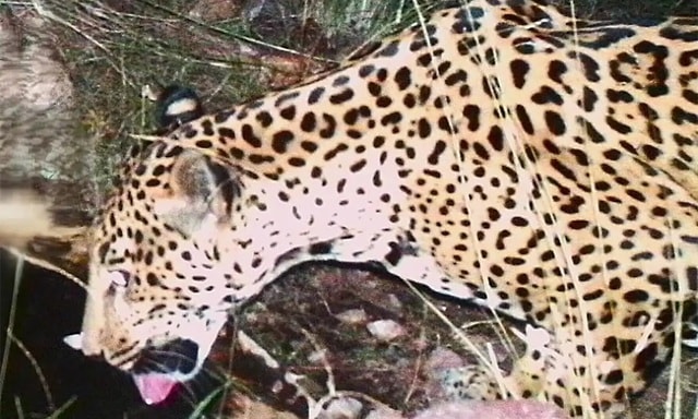 Phát hiện cá thể báo đốm chưa từng thấy xuất hiện liên tục - Ảnh 1.