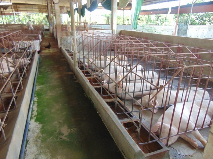 Giá heo hơi hôm nay, 7-12: Đạt mốc 62.000 đồng/kg - Ảnh 1.