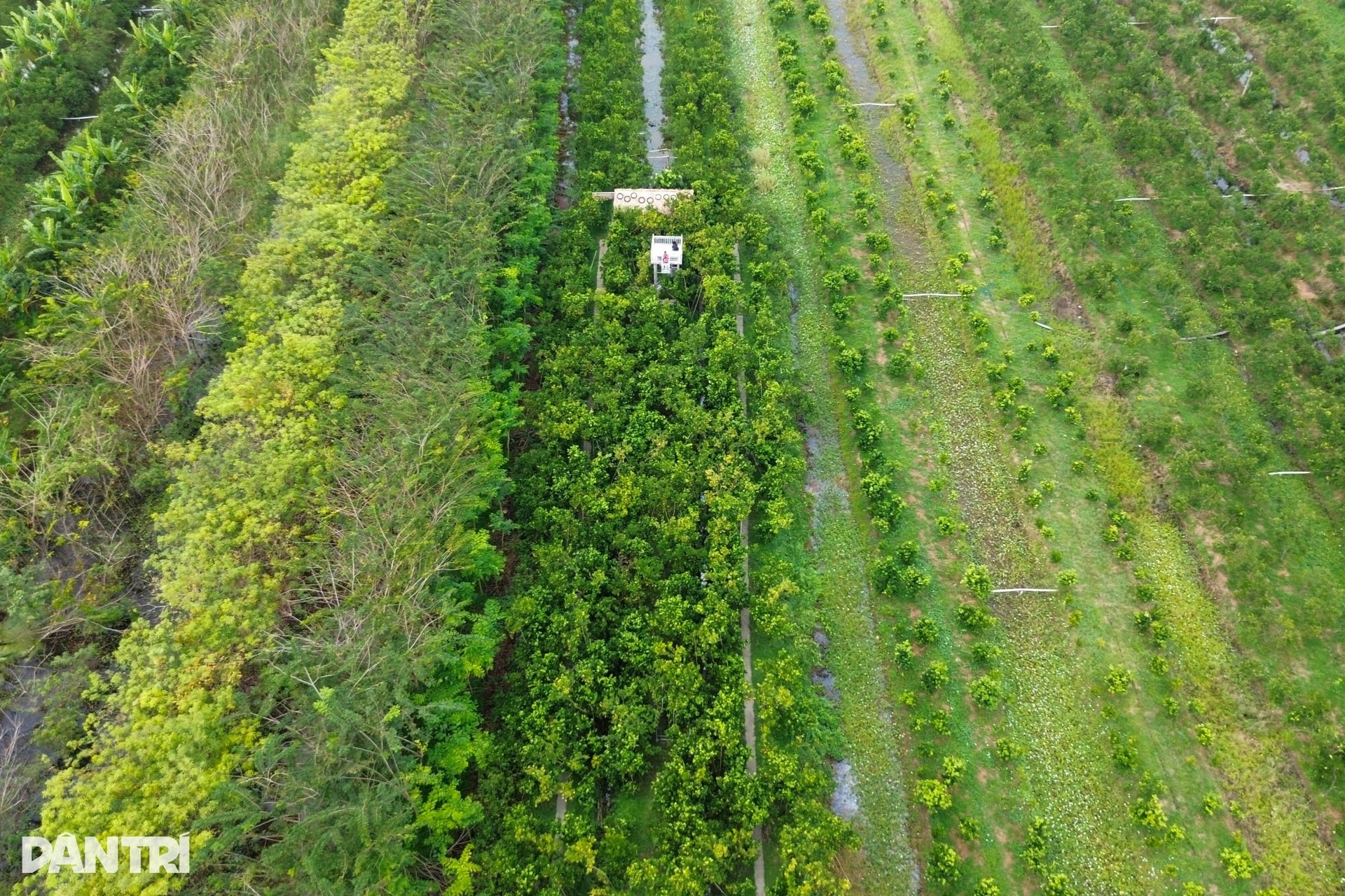 Lão nông chi hơn nửa tỷ đồng đầu tư vườn để khách ngắm quả đặc sản Tết - 11 Lão nông chi hơn nửa tỷ đồng đầu tư vườn để khách ngắm quả đặc sản Tết - 11