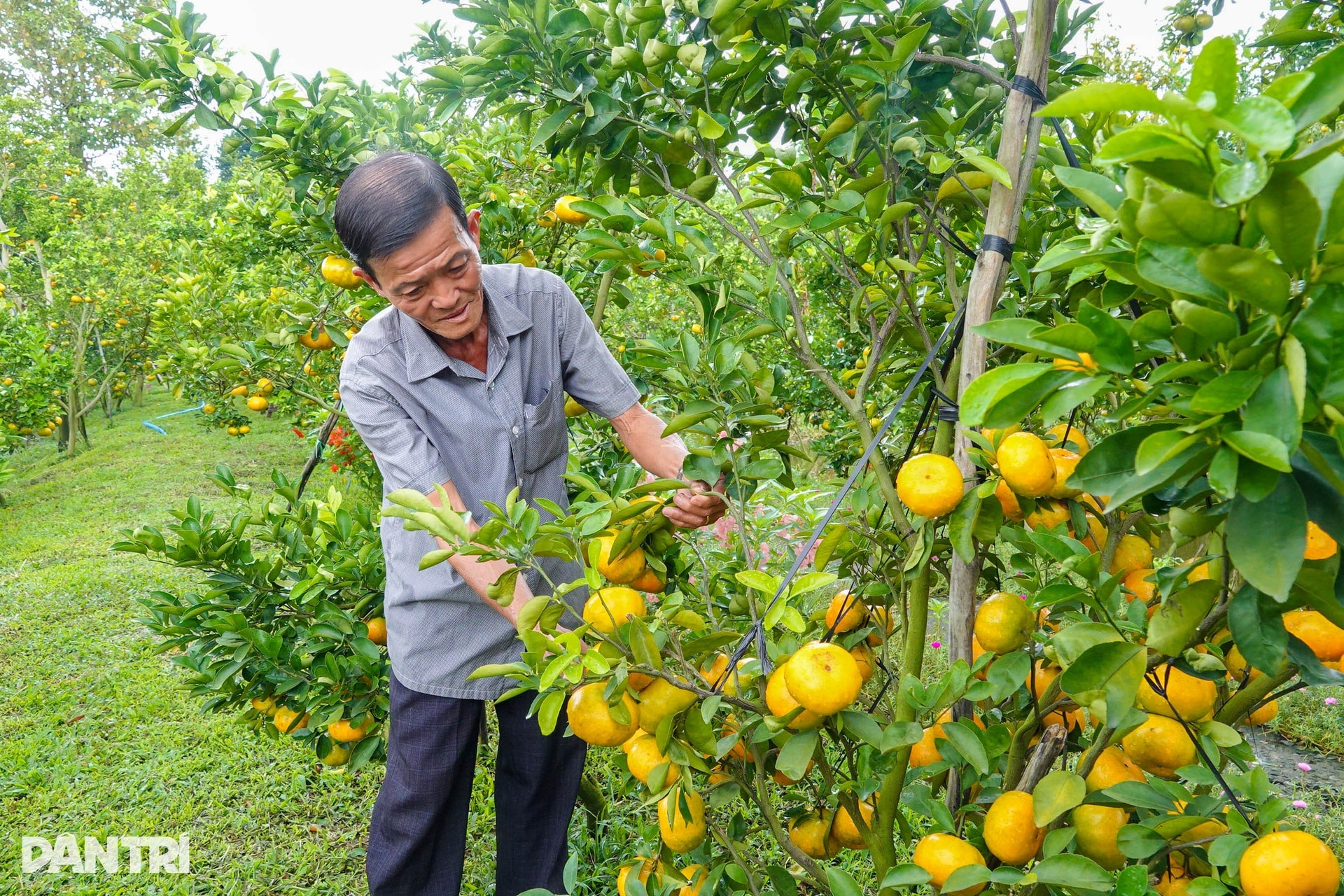 Lão nông chi hơn nửa tỷ đồng đầu tư vườn để khách ngắm quả đặc sản Tết - 3 Lão nông chi hơn nửa tỷ đồng đầu tư vườn để khách ngắm quả đặc sản Tết - 3