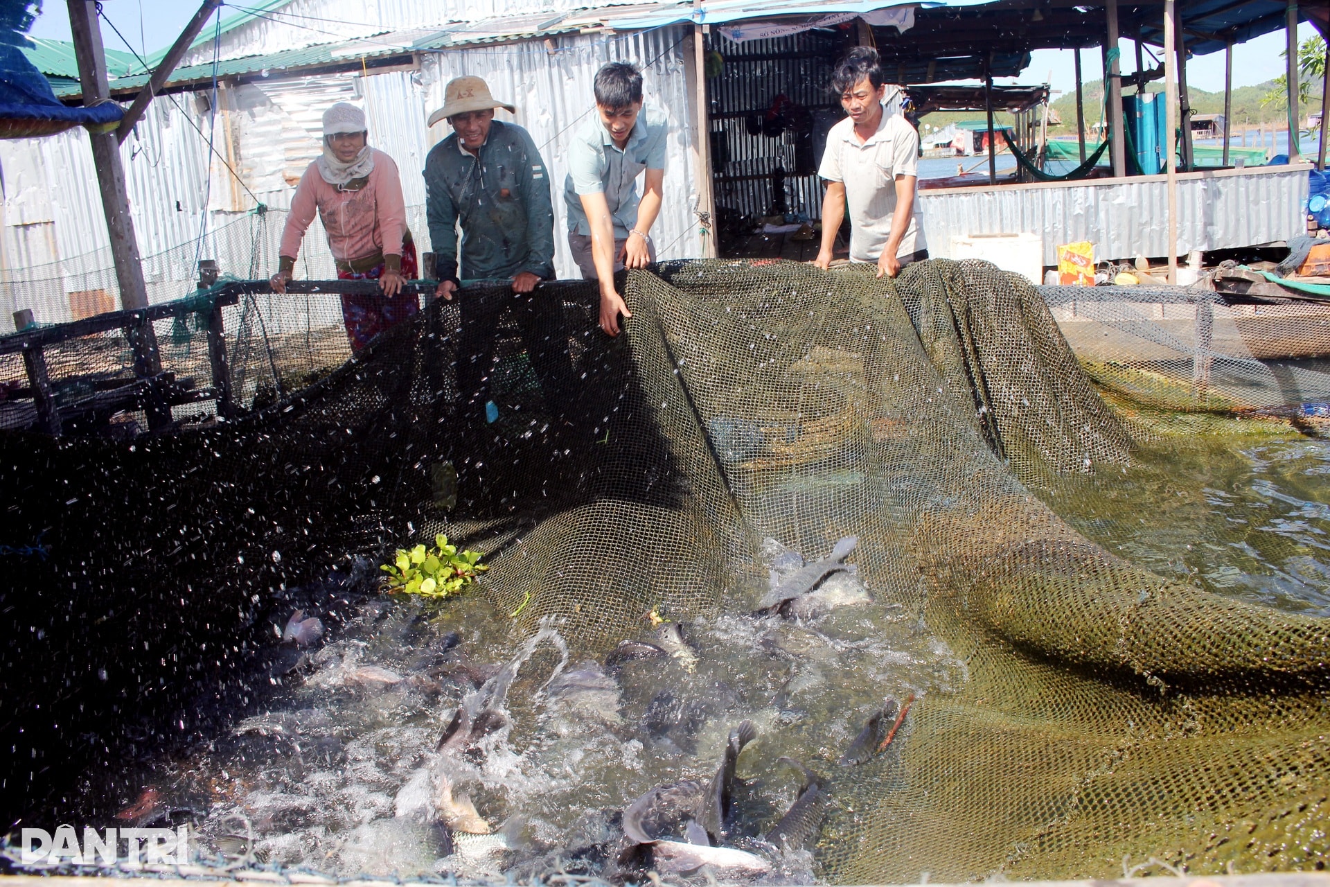 Tay trắng lên núi, người miền Tây dựng làng chài, đổi vận ở lòng hồ Sê San - 4 Tay trắng lên núi, người miền Tây dựng làng chài, đổi vận ở lòng hồ Sê San - 4