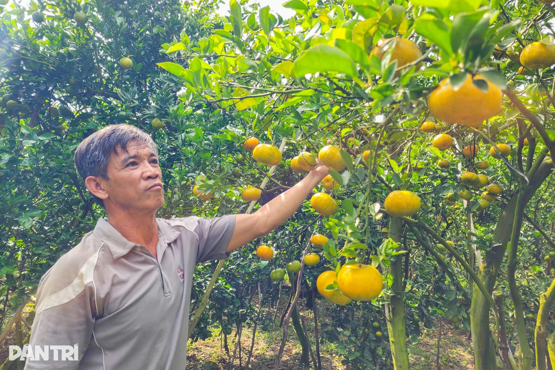 Lão nông chi hơn nửa tỷ đồng đầu tư vườn để khách ngắm quả đặc sản Tết - 5 Lão nông chi hơn nửa tỷ đồng đầu tư vườn để khách ngắm quả đặc sản Tết - 5
