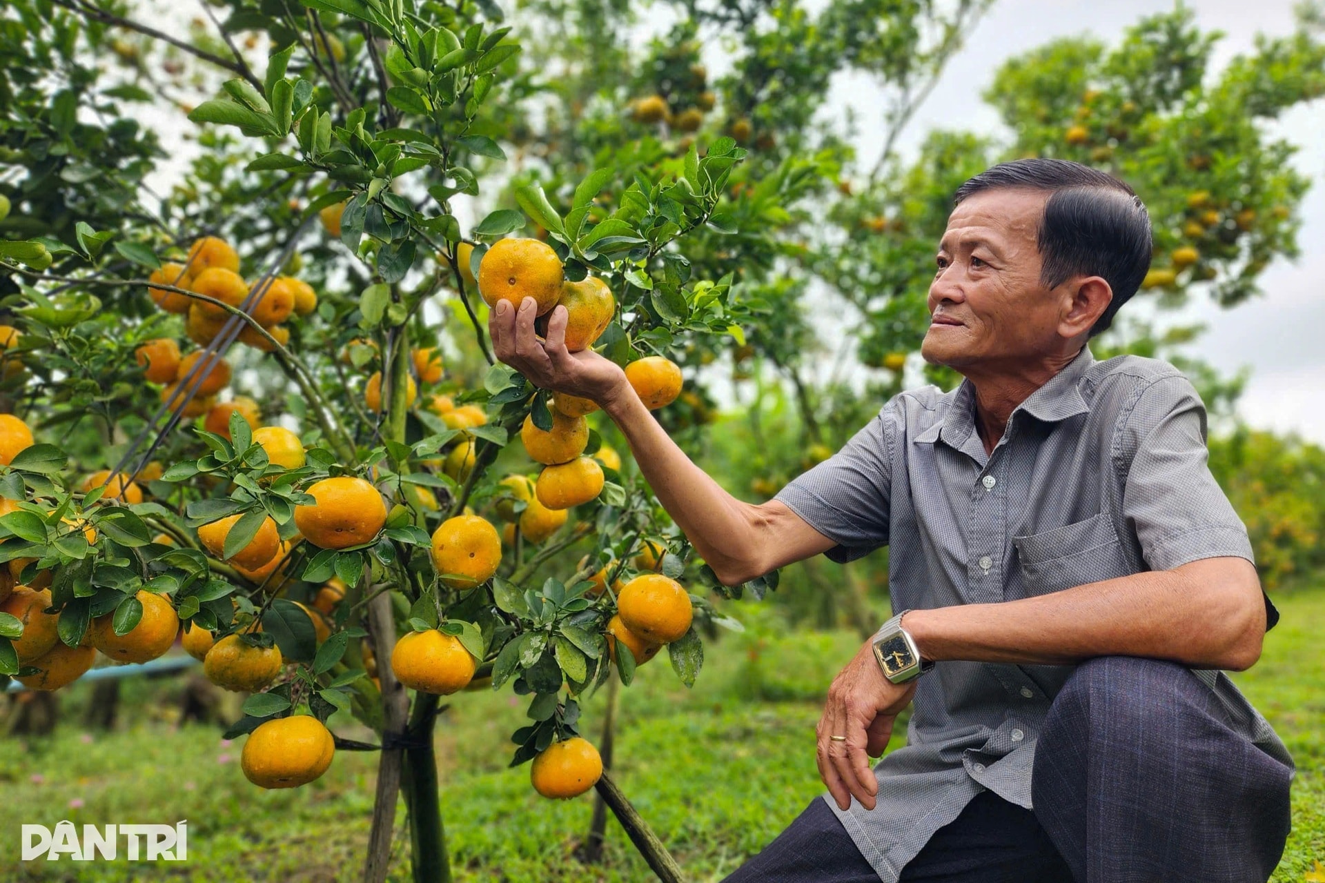 Lão nông chi hơn nửa tỷ đồng đầu tư vườn để khách ngắm quả đặc sản Tết - 2 Lão nông chi hơn nửa tỷ đồng đầu tư vườn để khách ngắm quả đặc sản Tết - 2