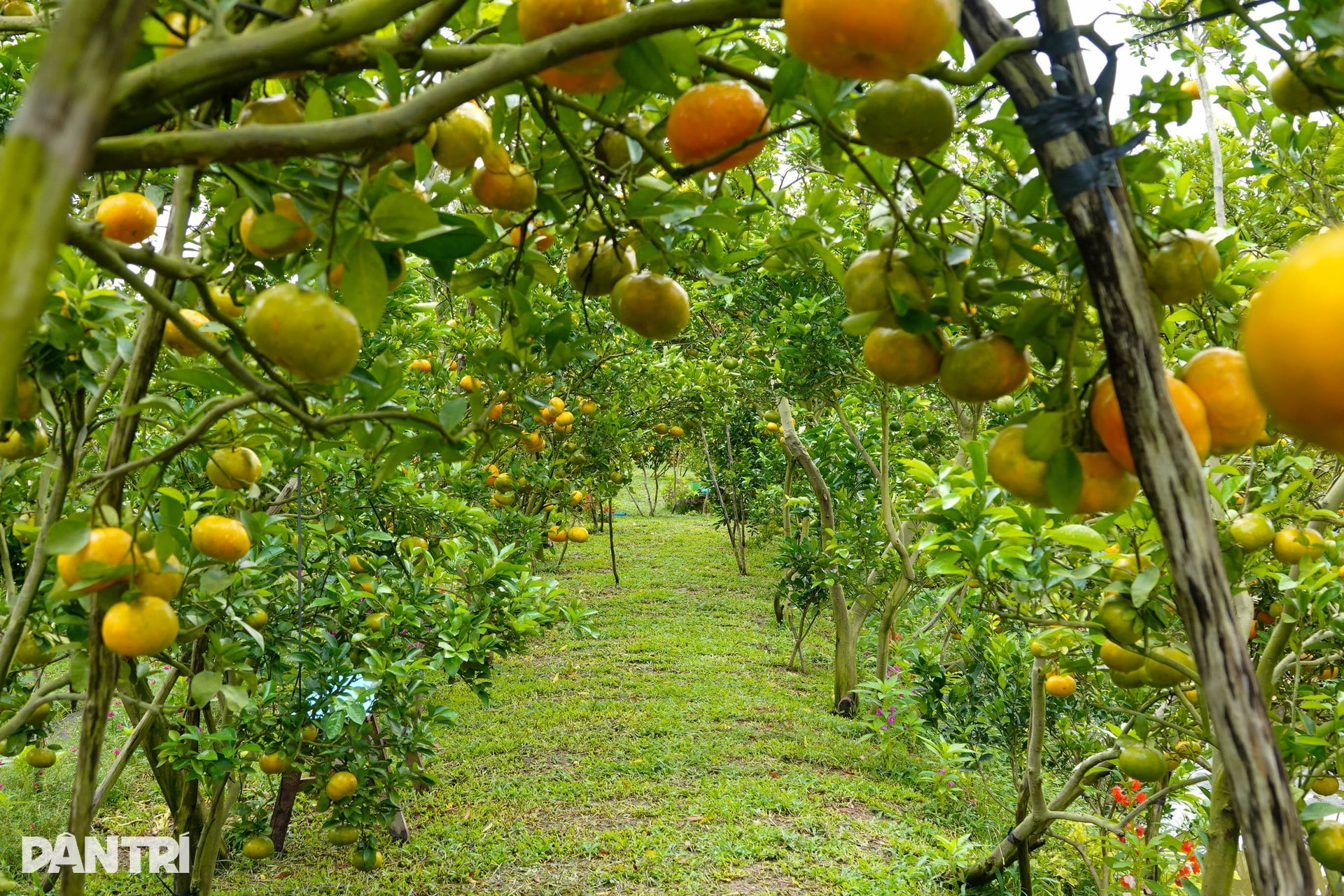 Lão nông chi hơn nửa tỷ đồng đầu tư vườn để khách ngắm quả đặc sản Tết - 4 Lão nông chi hơn nửa tỷ đồng đầu tư vườn để khách ngắm quả đặc sản Tết - 4