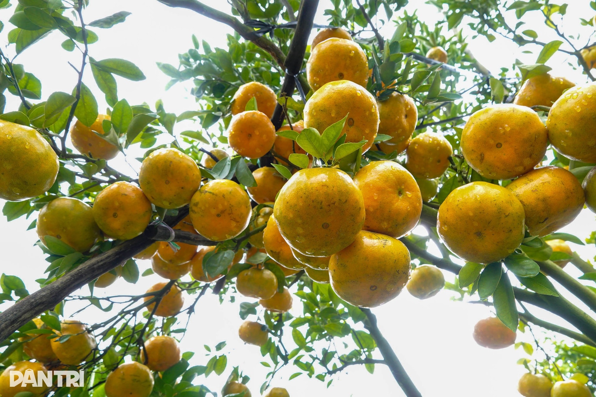Lão nông chi hơn nửa tỷ đồng đầu tư vườn để khách ngắm quả đặc sản Tết - 6 Lão nông chi hơn nửa tỷ đồng đầu tư vườn để khách ngắm quả đặc sản Tết - 6