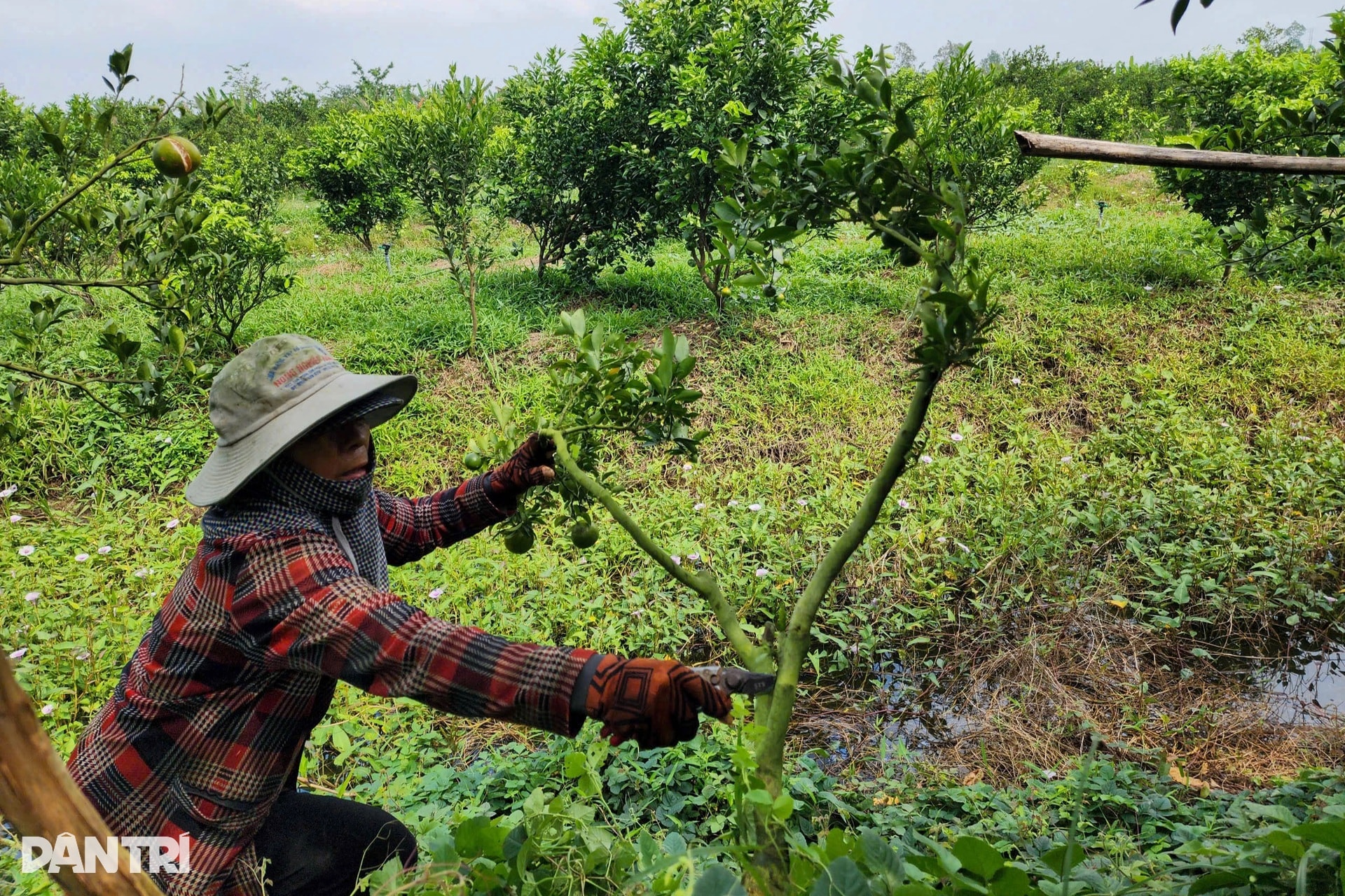 Lão nông chi hơn nửa tỷ đồng đầu tư vườn để khách ngắm quả đặc sản Tết - 8 Lão nông chi hơn nửa tỷ đồng đầu tư vườn để khách ngắm quả đặc sản Tết - 8