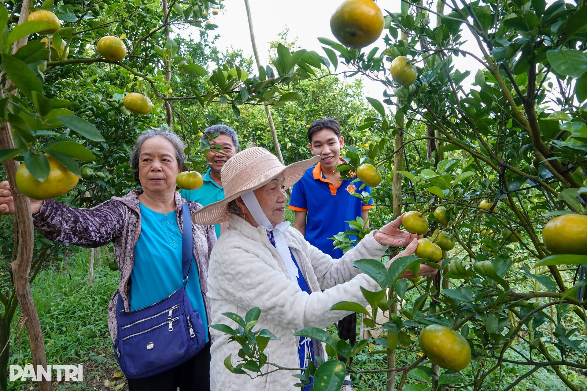 Lão nông chi hơn nửa tỷ đồng đầu tư vườn để khách ngắm quả đặc sản Tết - 9 Lão nông chi hơn nửa tỷ đồng đầu tư vườn để khách ngắm quả đặc sản Tết - 9