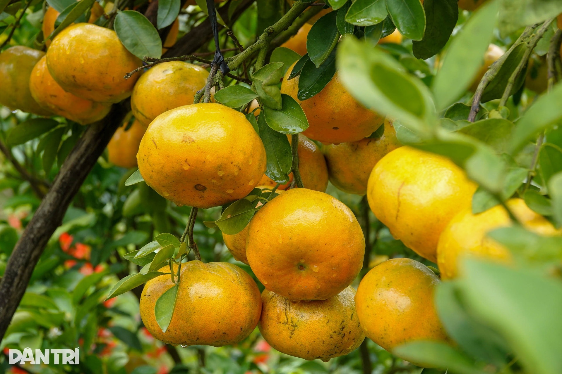 Lão nông chi hơn nửa tỷ đồng đầu tư vườn để khách ngắm quả đặc sản Tết - 1 Lão nông chi hơn nửa tỷ đồng đầu tư vườn để khách ngắm quả đặc sản Tết - 1