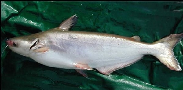 Đặc sản đắt đỏ được săn lùng từ hai loài cá có tên lạ - Ảnh 3.