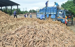 Để nông dân thoát cảnh 
