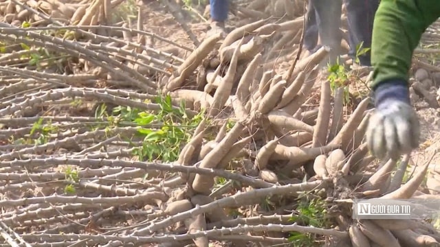 Để nông dân thoát cảnh Để nông dân thoát cảnh