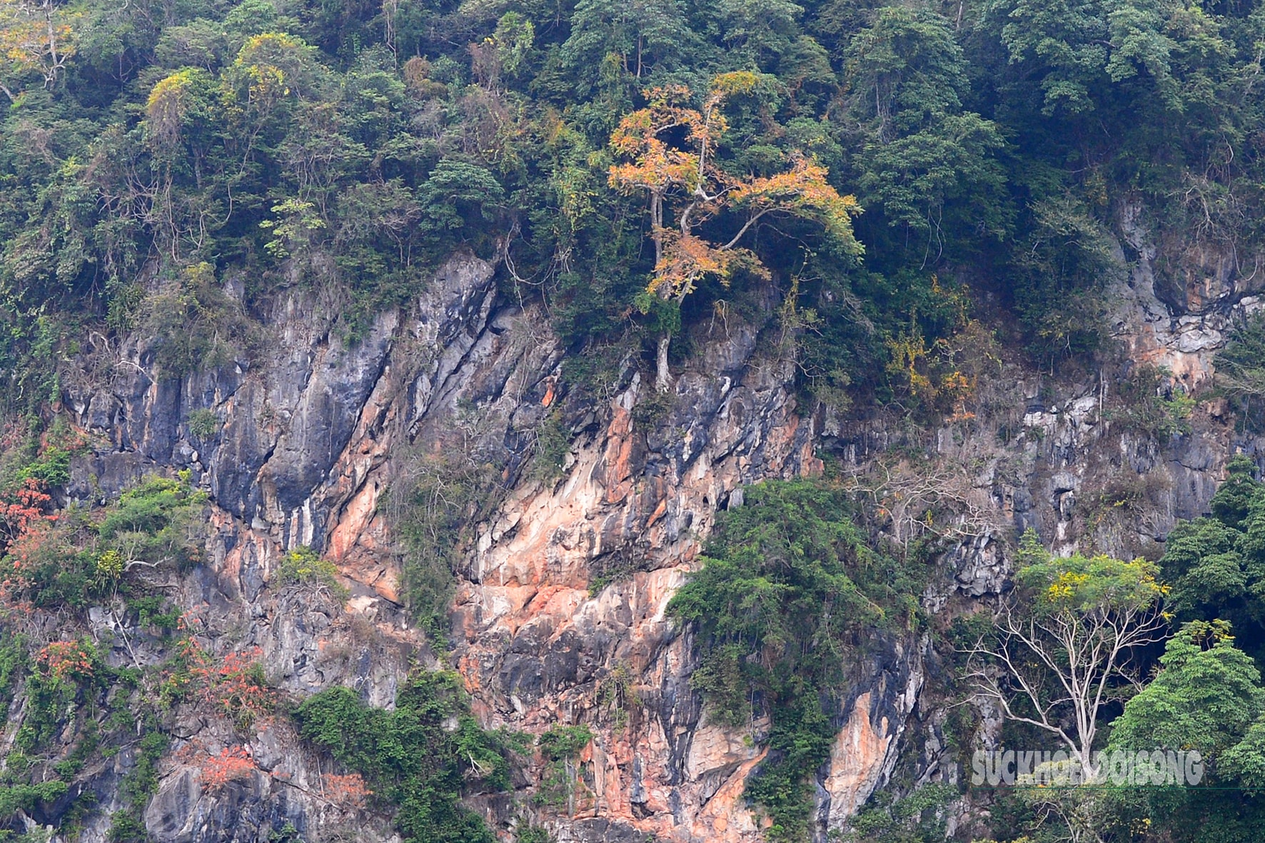 Rừng cổ thụ 'khoác áo mới' bên hồ nước ngọt đẹp nhất thế giới- Ảnh 6. Rừng cổ thụ 'khoác áo mới' bên hồ nước ngọt đẹp nhất thế giới- Ảnh 6.