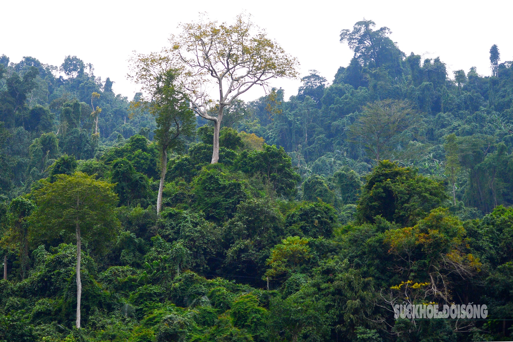 Rừng cổ thụ 'khoác áo mới' bên hồ nước ngọt đẹp nhất thế giới- Ảnh 9. Rừng cổ thụ 'khoác áo mới' bên hồ nước ngọt đẹp nhất thế giới- Ảnh 9.