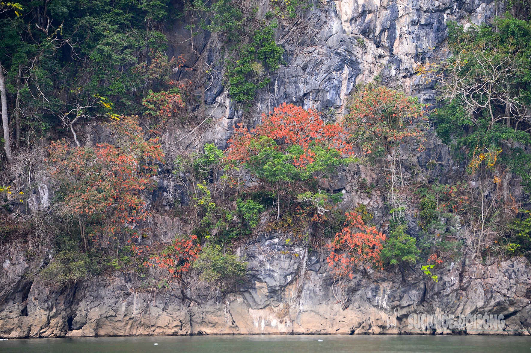 Rừng cổ thụ 'khoác áo mới' bên hồ nước ngọt đẹp nhất thế giới- Ảnh 7. Rừng cổ thụ 'khoác áo mới' bên hồ nước ngọt đẹp nhất thế giới- Ảnh 7.