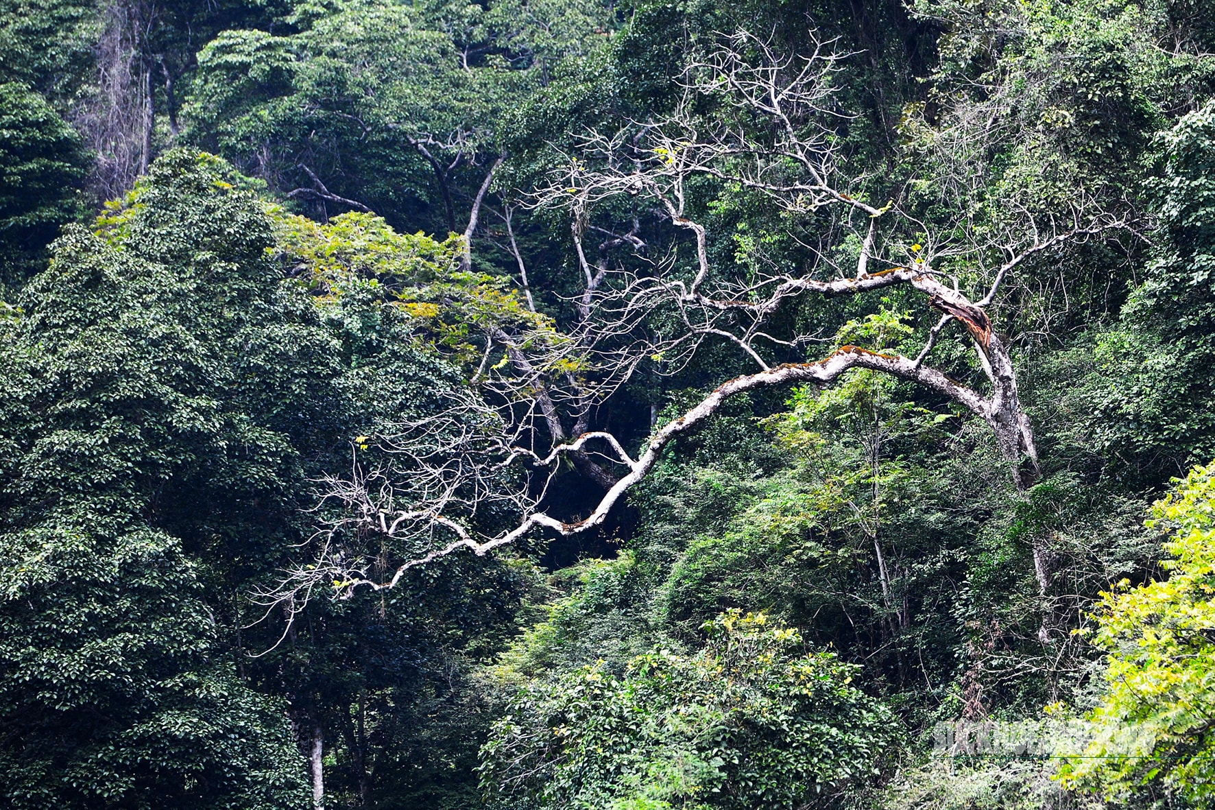 Rừng cổ thụ 'khoác áo mới' bên hồ nước ngọt đẹp nhất thế giới- Ảnh 10. Rừng cổ thụ 'khoác áo mới' bên hồ nước ngọt đẹp nhất thế giới- Ảnh 10.