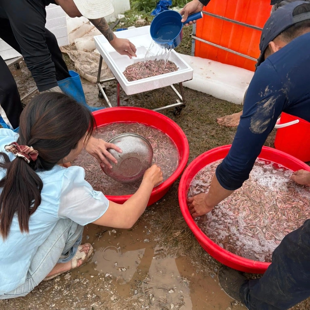 Loại đặc sản con nhung nhúc, béo tròn tới mùa mới được ăn ở Hải Phòng - 2 Loại đặc sản con nhung nhúc, béo tròn tới mùa mới được ăn ở Hải Phòng - 2