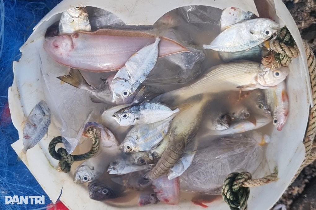 Đánh cá bằng “lưới dòng họ” kiếm 500.000 đồng mỗi ngày - 3 Đánh cá bằng “lưới dòng họ” kiếm 500.000 đồng mỗi ngày - 3