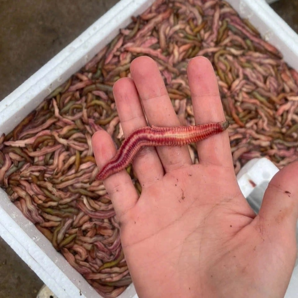 Loại đặc sản con nhung nhúc, béo tròn tới mùa mới được ăn ở Hải Phòng - 1 Loại đặc sản con nhung nhúc, béo tròn tới mùa mới được ăn ở Hải Phòng - 1