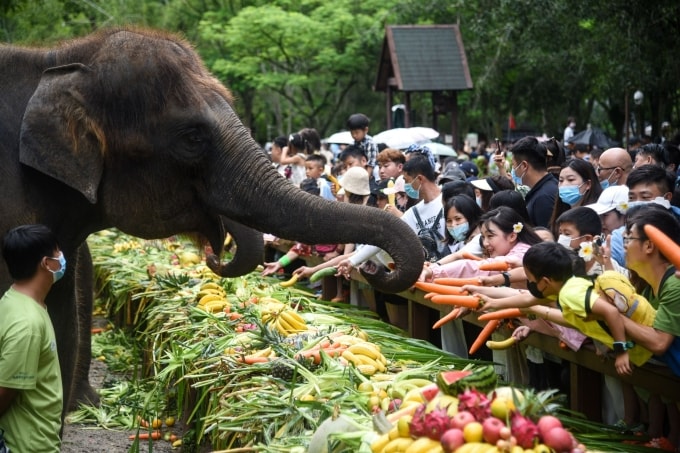 Khách cho voi ăn ở Thung lũng voi hoang dã năm 2022. Ảnh: NZZ