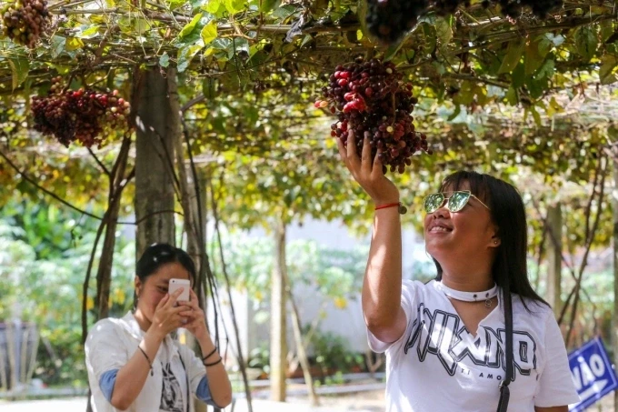Du khách check-in tại vườn nho Tây Ninh. Ảnh: Quỳnh Trần