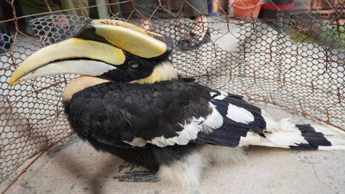 Chim hồng hoàng bay lạc vào ruộng nhà dân. Ảnh: Nam An