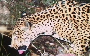 Kỳ lạ: Chú tuần lộc khiến cảnh sát cũng phải vào cuộc - Ảnh 3.