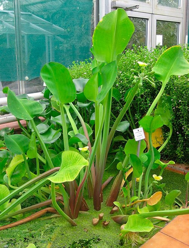 Loài rau dại mọc bờ mương hoá "mỏ tiền", là đặc sản lạ được săn tìm - Ảnh 1.